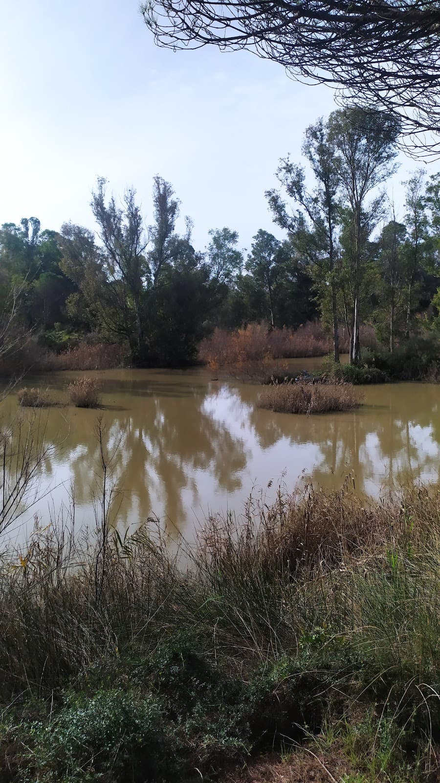 Palos and Las Madres Lagoons Reserve - Image 1