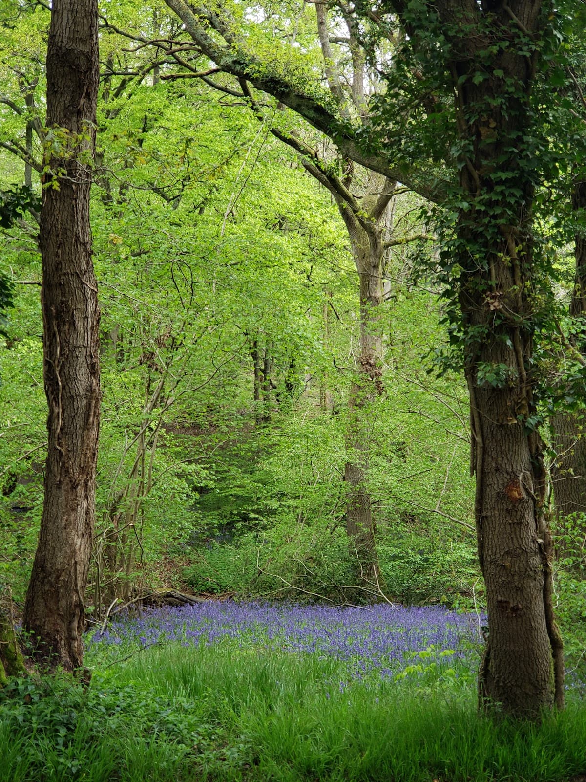 Bricket Wood Common - Image 1