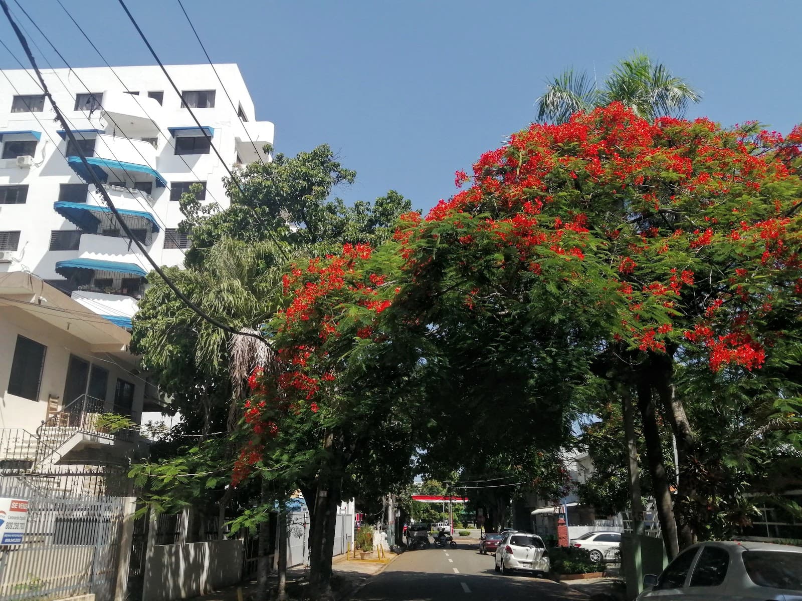 Gazcue Santo Domingo - Image 1