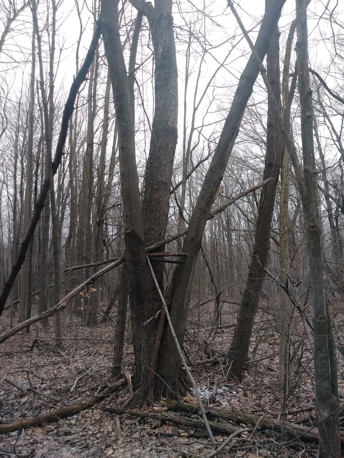Ambler Flatwoods Nature Preserve - Image 1