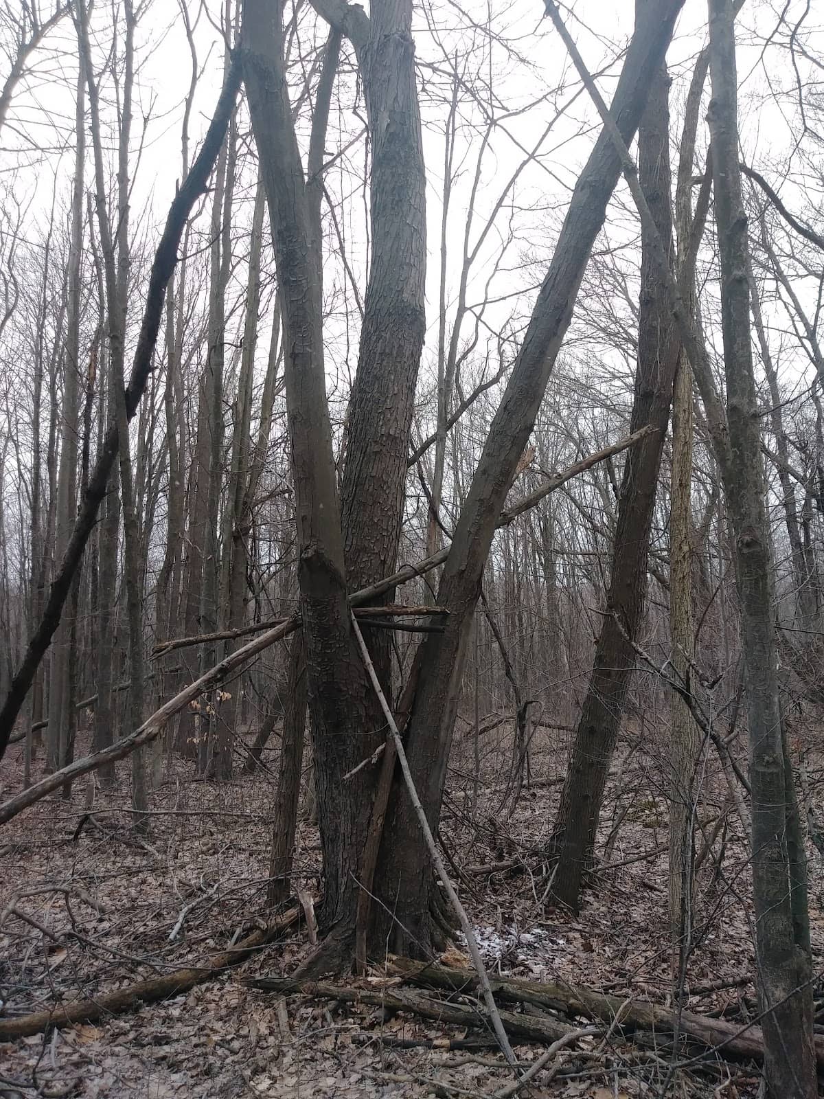 Vernal Pools and Mature Trees