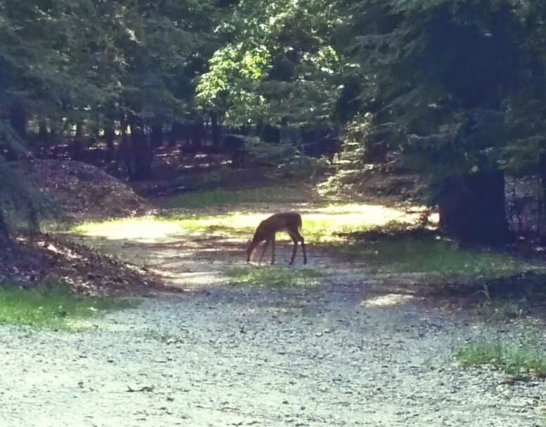 Duncan Woods - Image 1