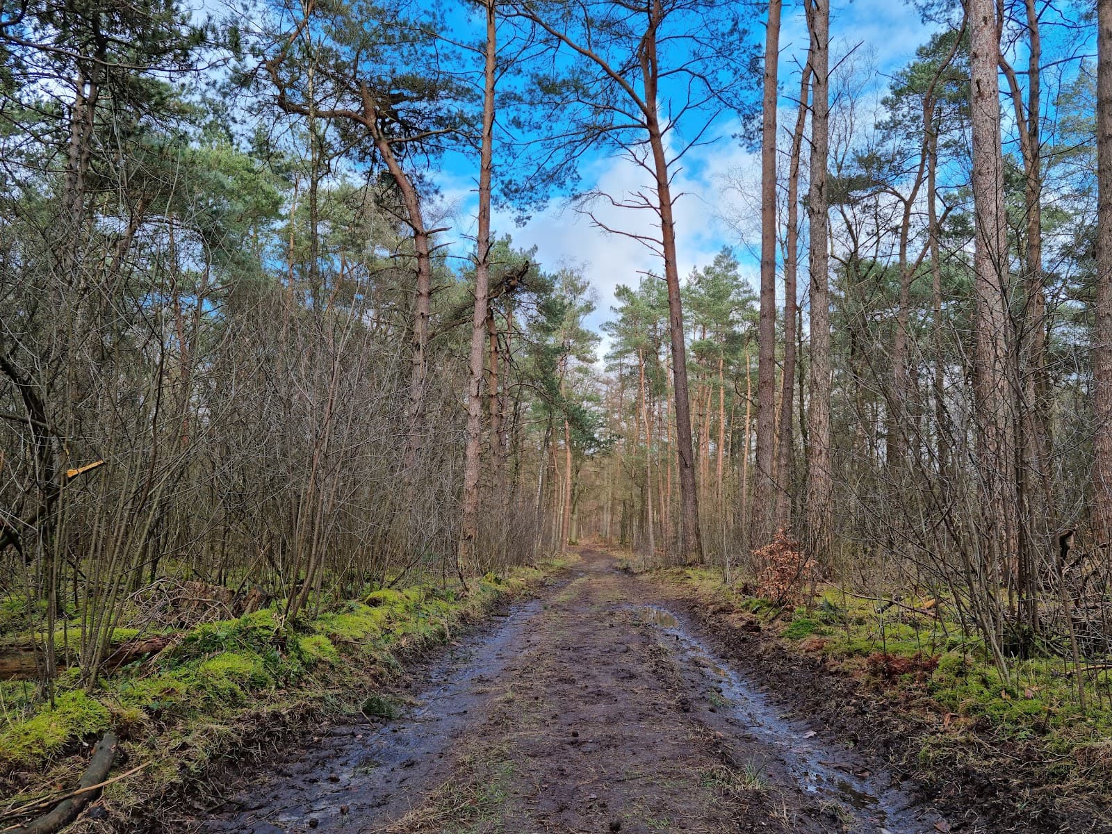 Utrechtse Heuvelrug National Park - Image 1