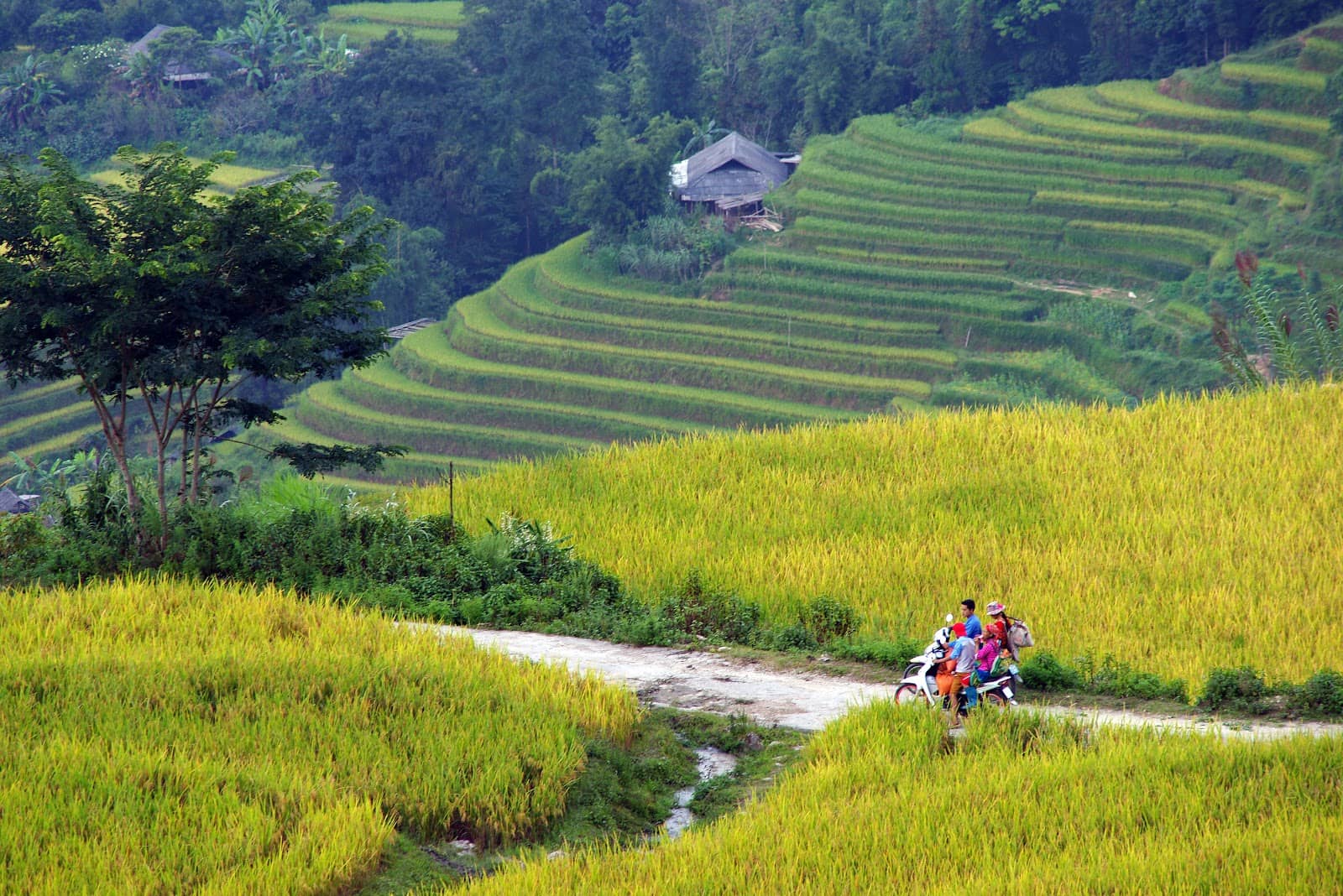 Local Ethnic Communities