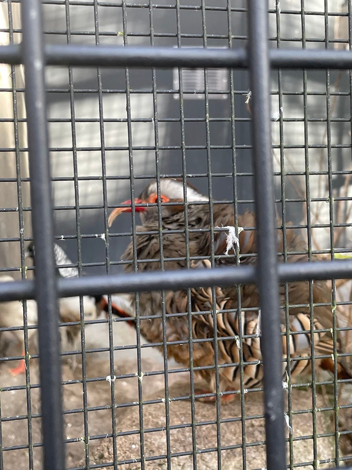 Bournemouth Aviary - Image 1