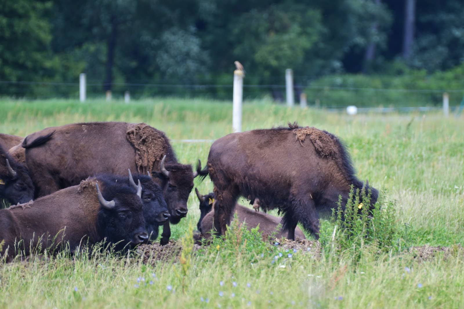 Diverse Animal Encounters