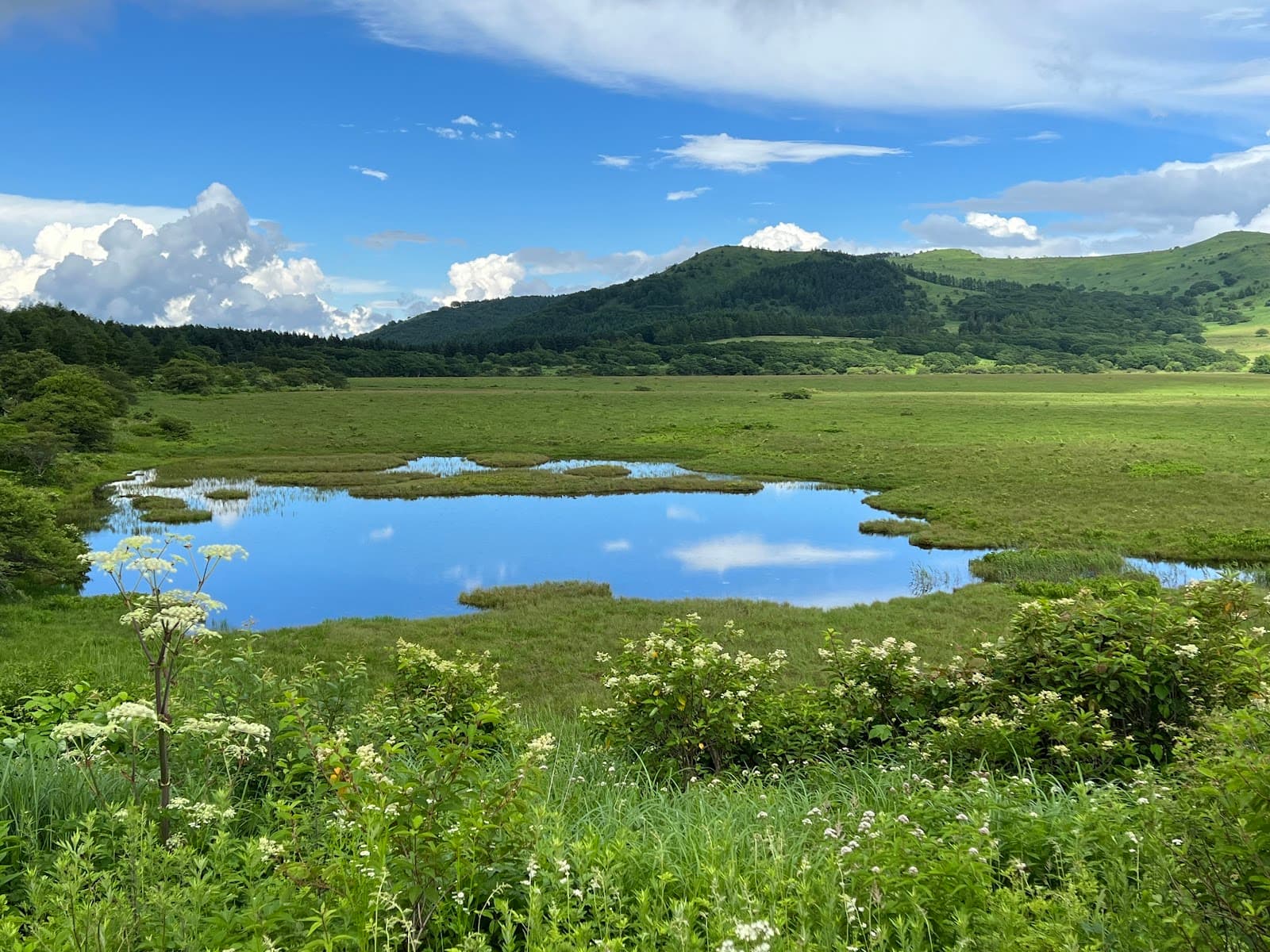 Yashimagahara Marsh - Image 1