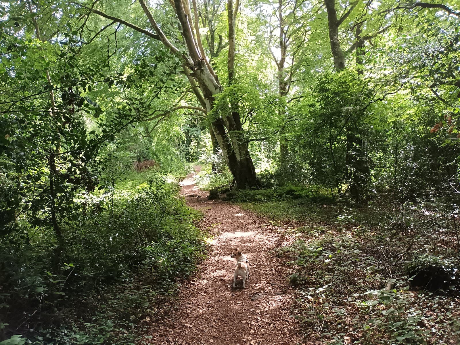 Portlick Forest - Image 1