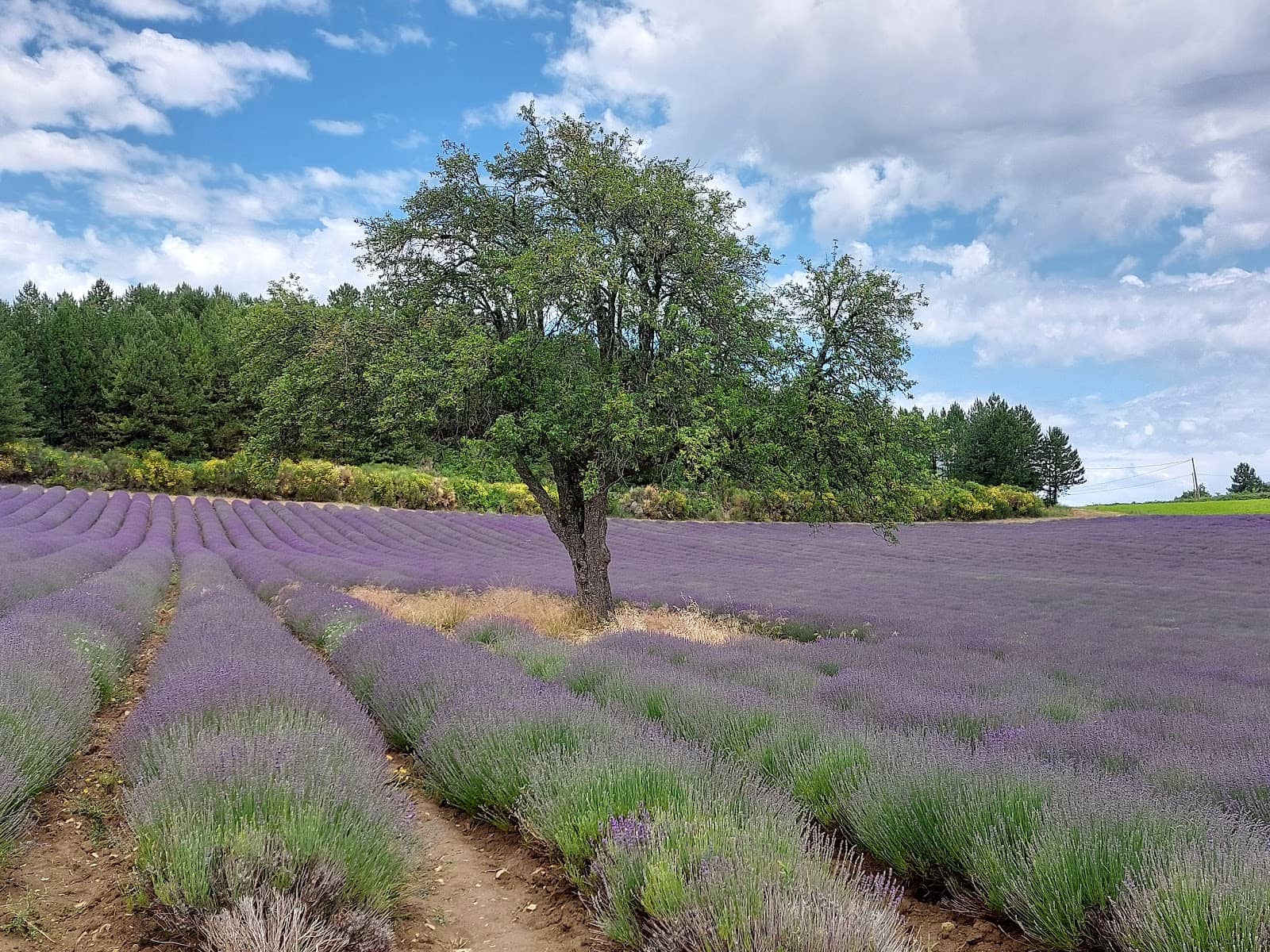 Vallon des Lavandes