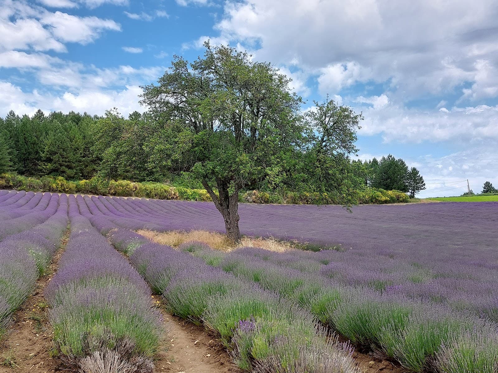 Plateau de Sault (Lavender) - Image 1