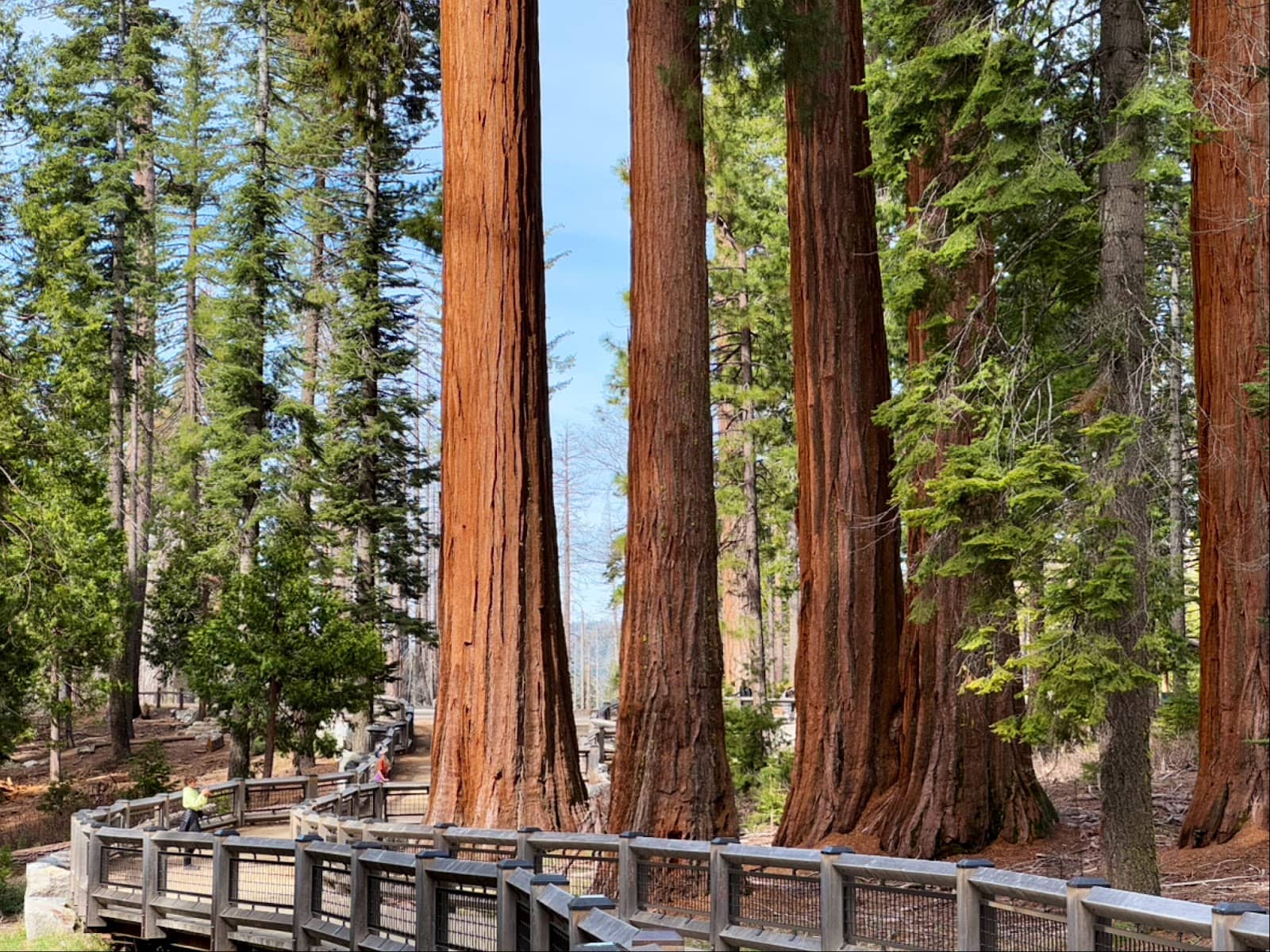 Wawona Tunnel Tree (Fallen Monarch)