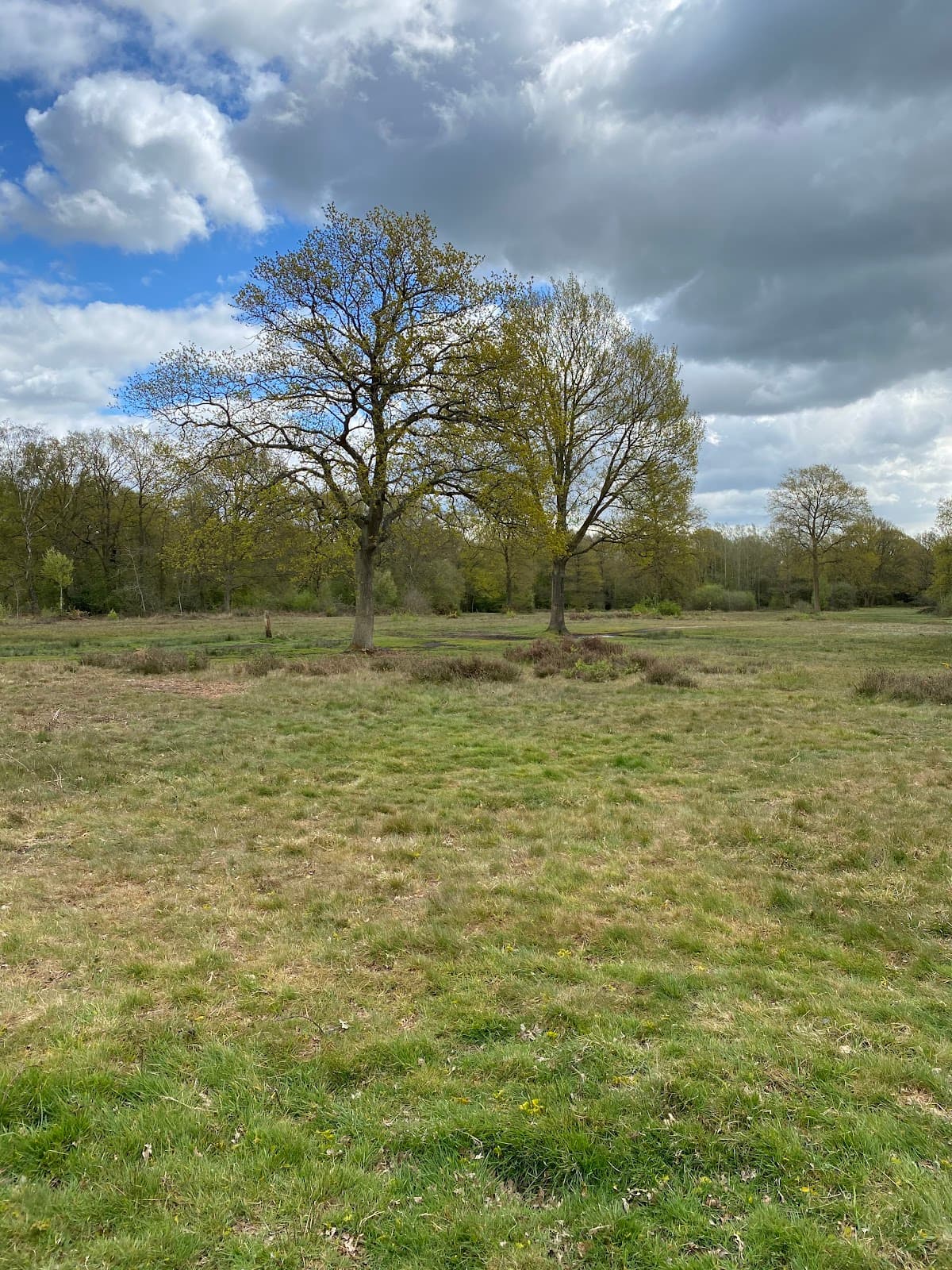 Blake's Wood and Lingwood Common - Image 1