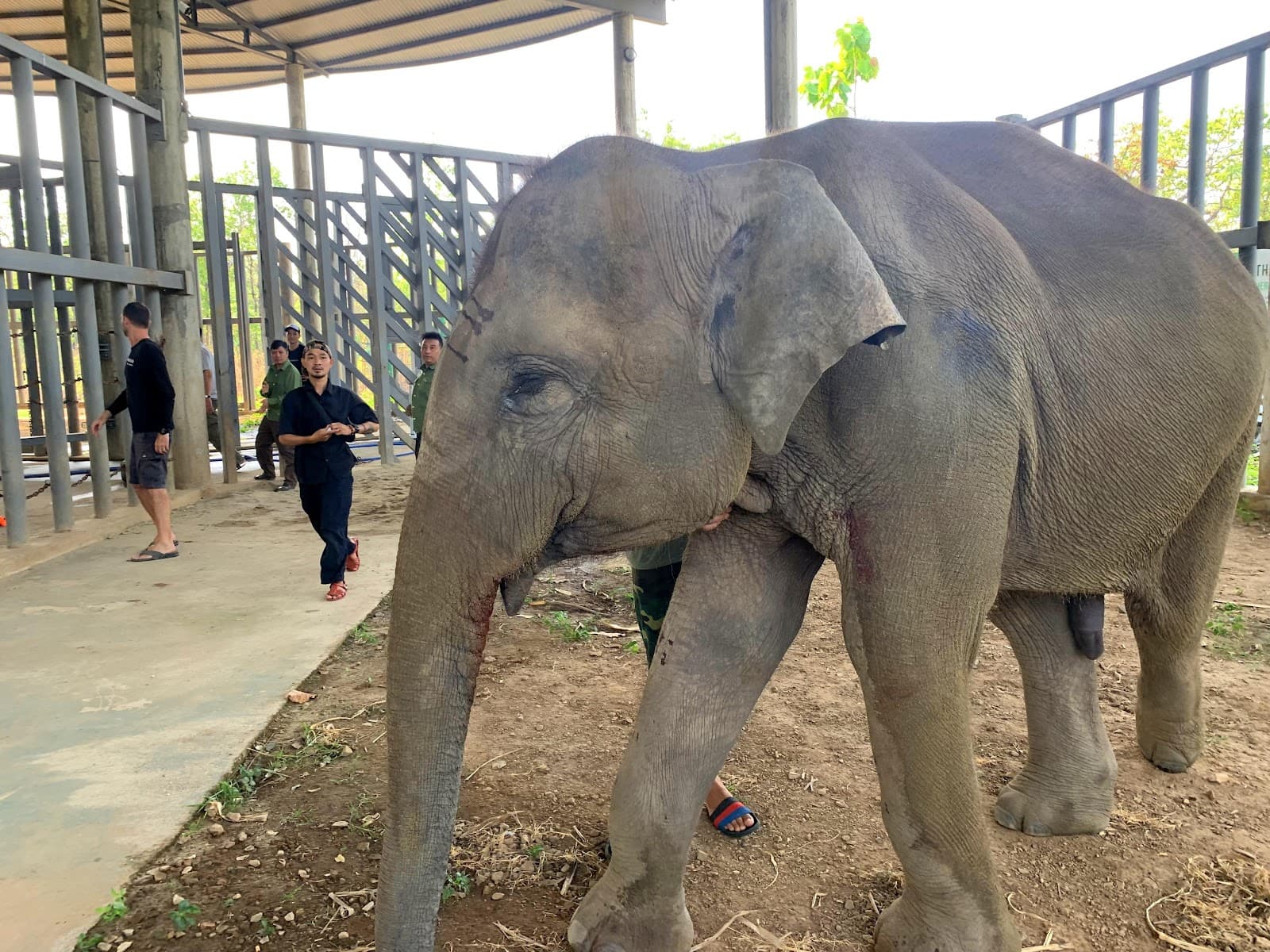 Dak Lak Elephant Conservation Center - Image 1
