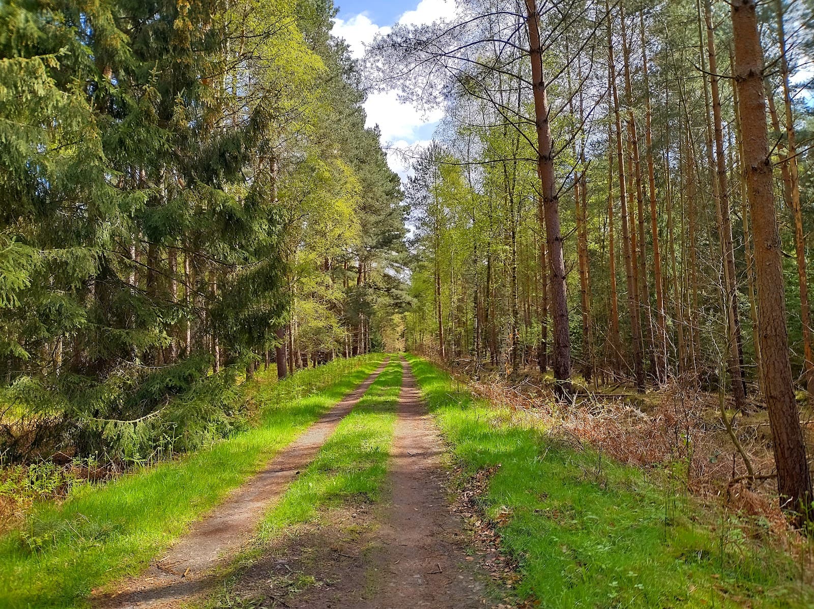 Rostocker Heide - Image 1