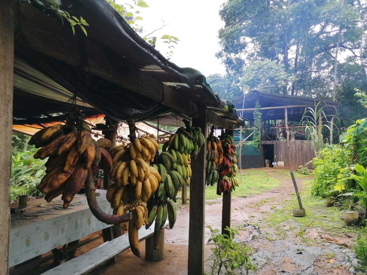 Immersive Rainforest Stay