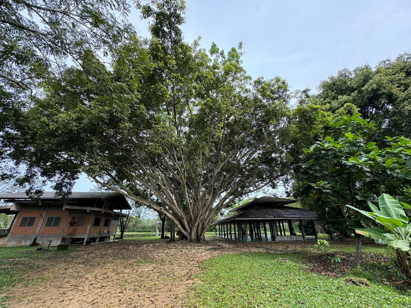 Suan Mokkh International Dhamma Hermitage - Image 1