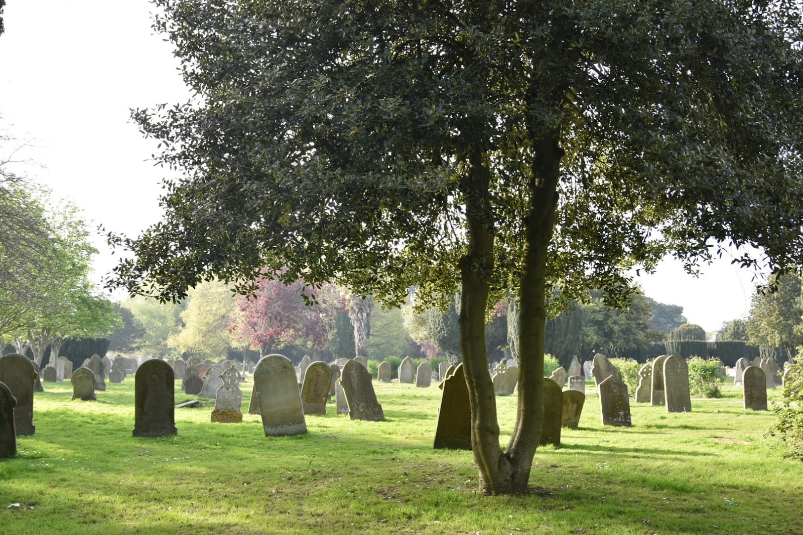 Hamilton Road Cemetery - Image 1