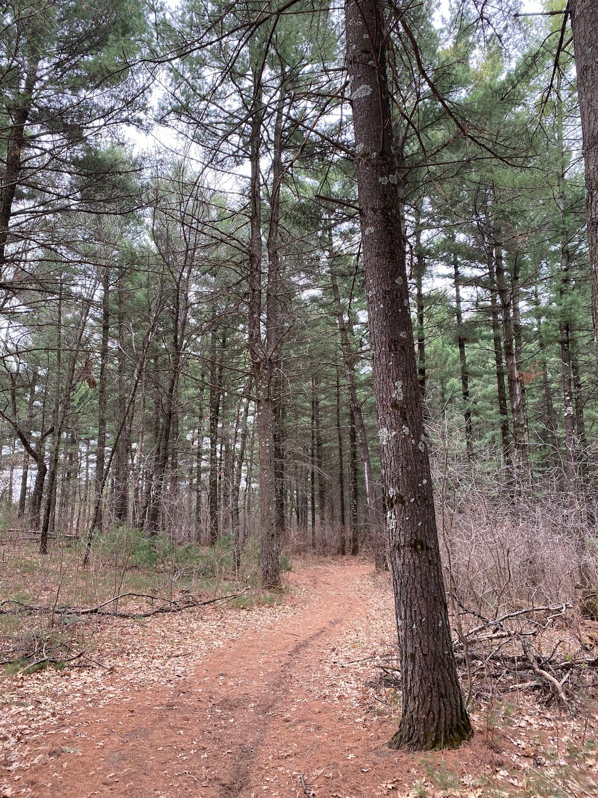 Sand Dunes State Forest - Image 1