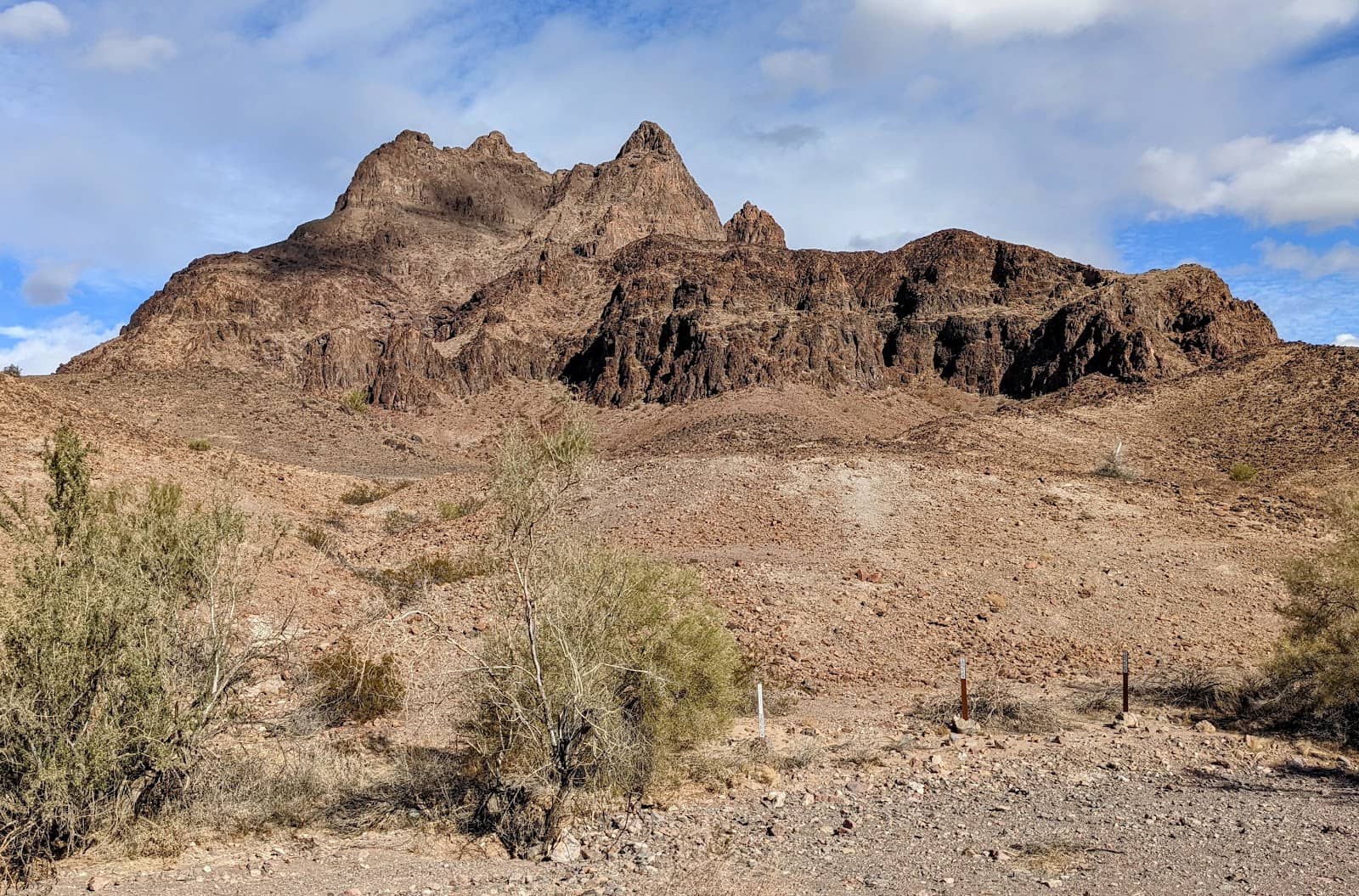 Ocotillo Blooms