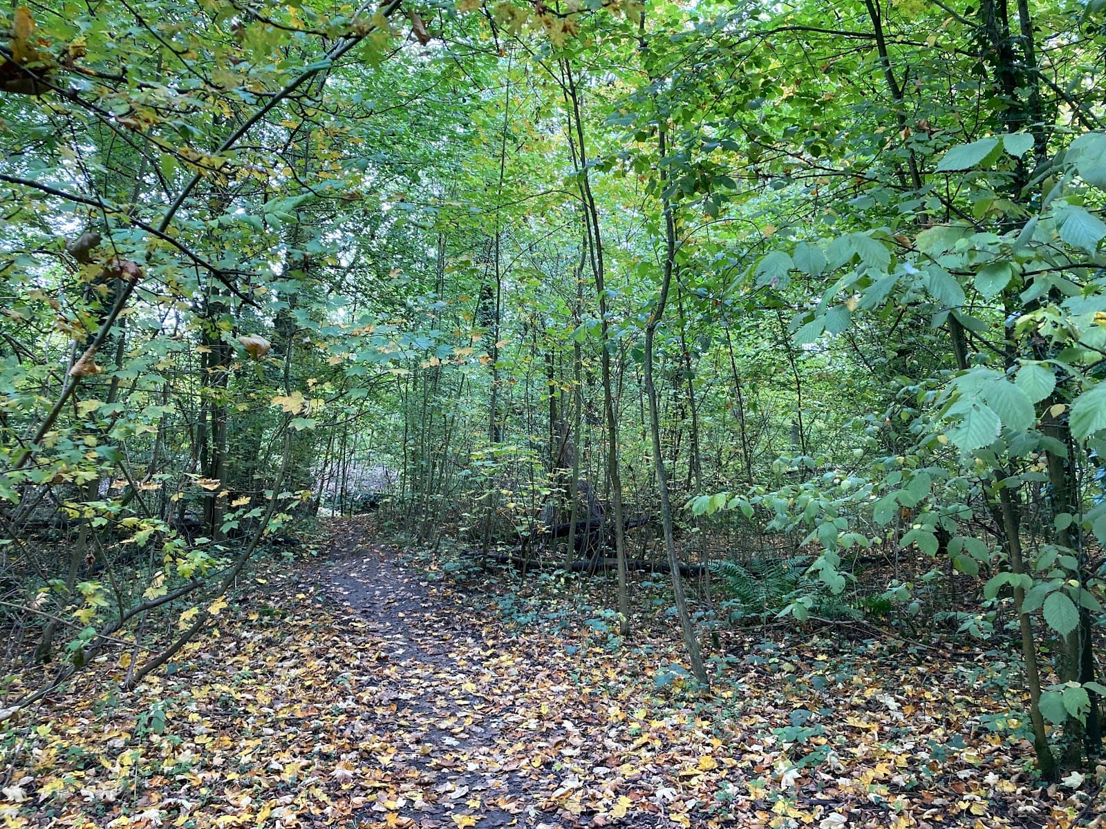 Commonswood Nature Reserve - Image 1