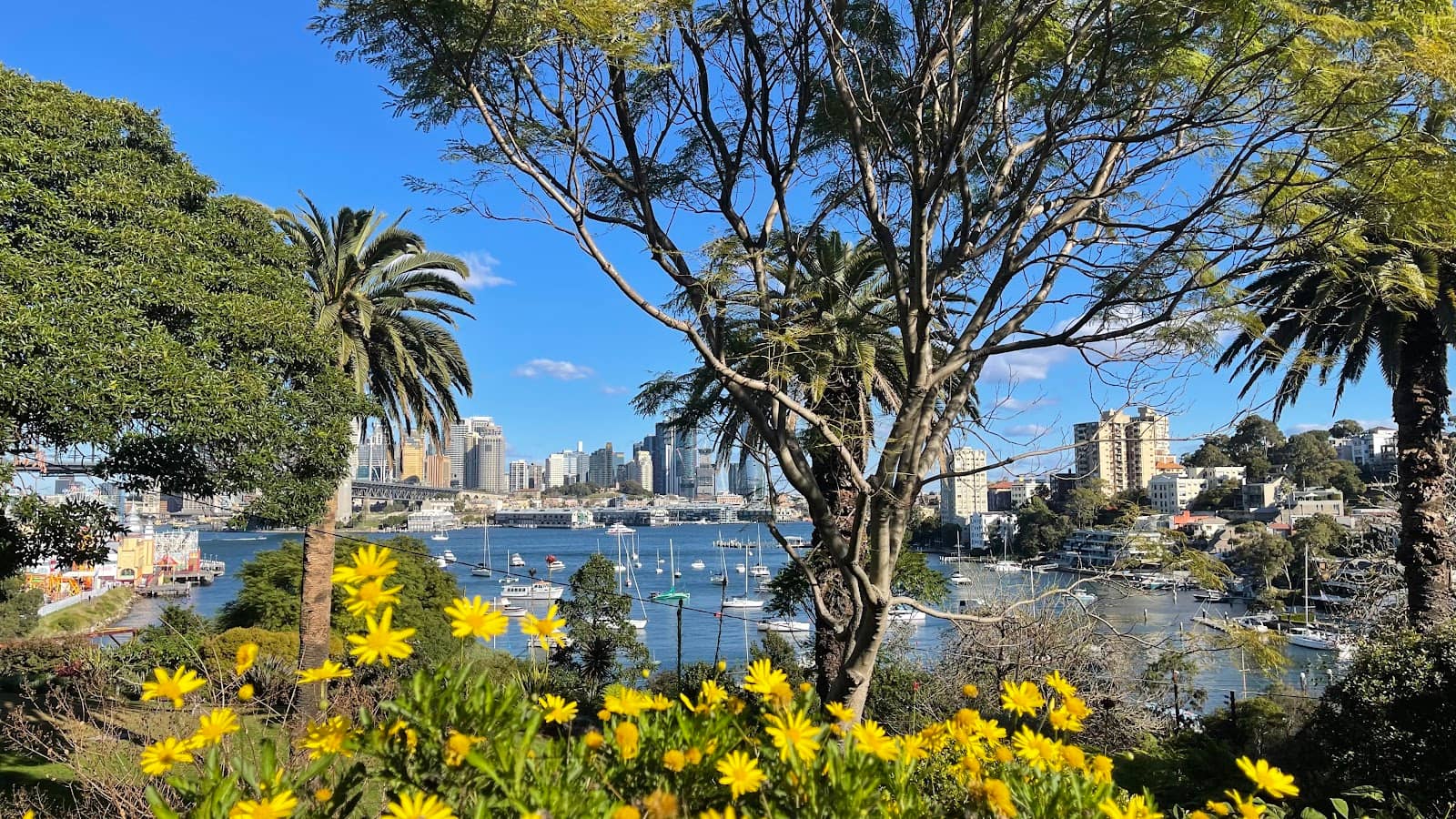 Jacaranda Spectacle (Seasonal)