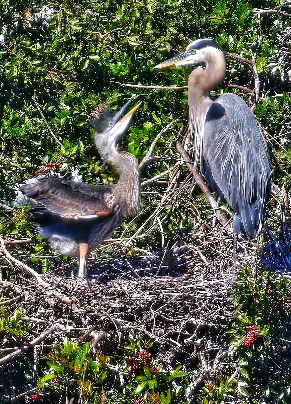 Venice Area Audubon Rookery Park - Image 1