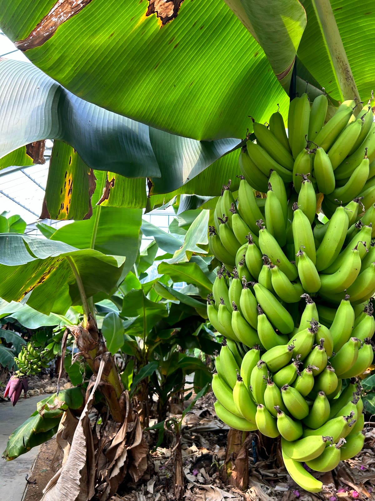 Utopia Farm Miyakojima - Image 1