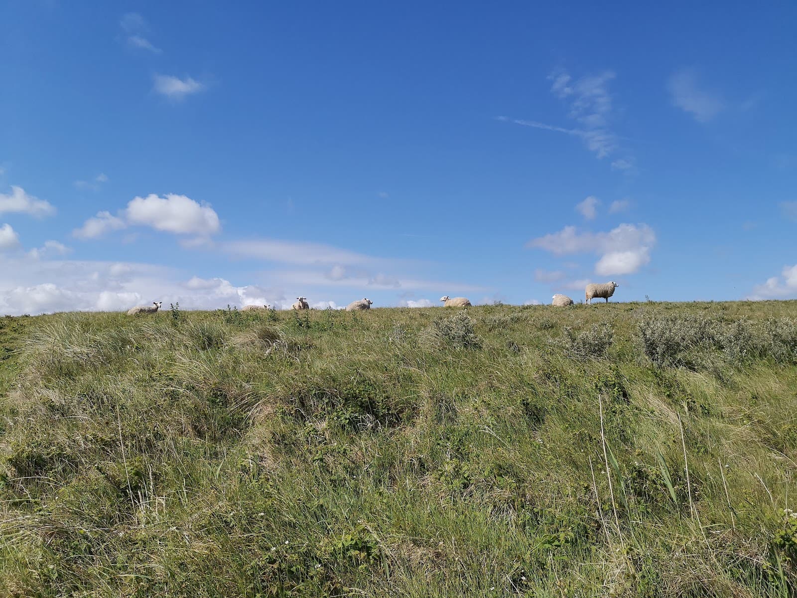 Yser Estuary Nature Reserve (Nieuwpoort) - Image 1