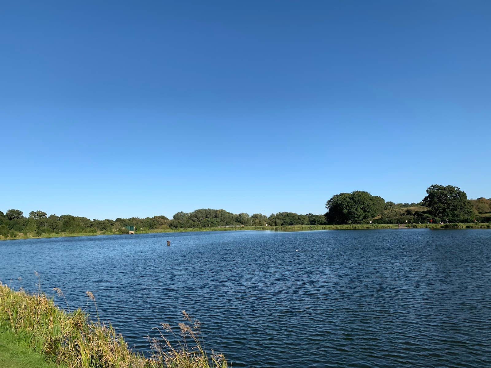 Duck Feeding Spot