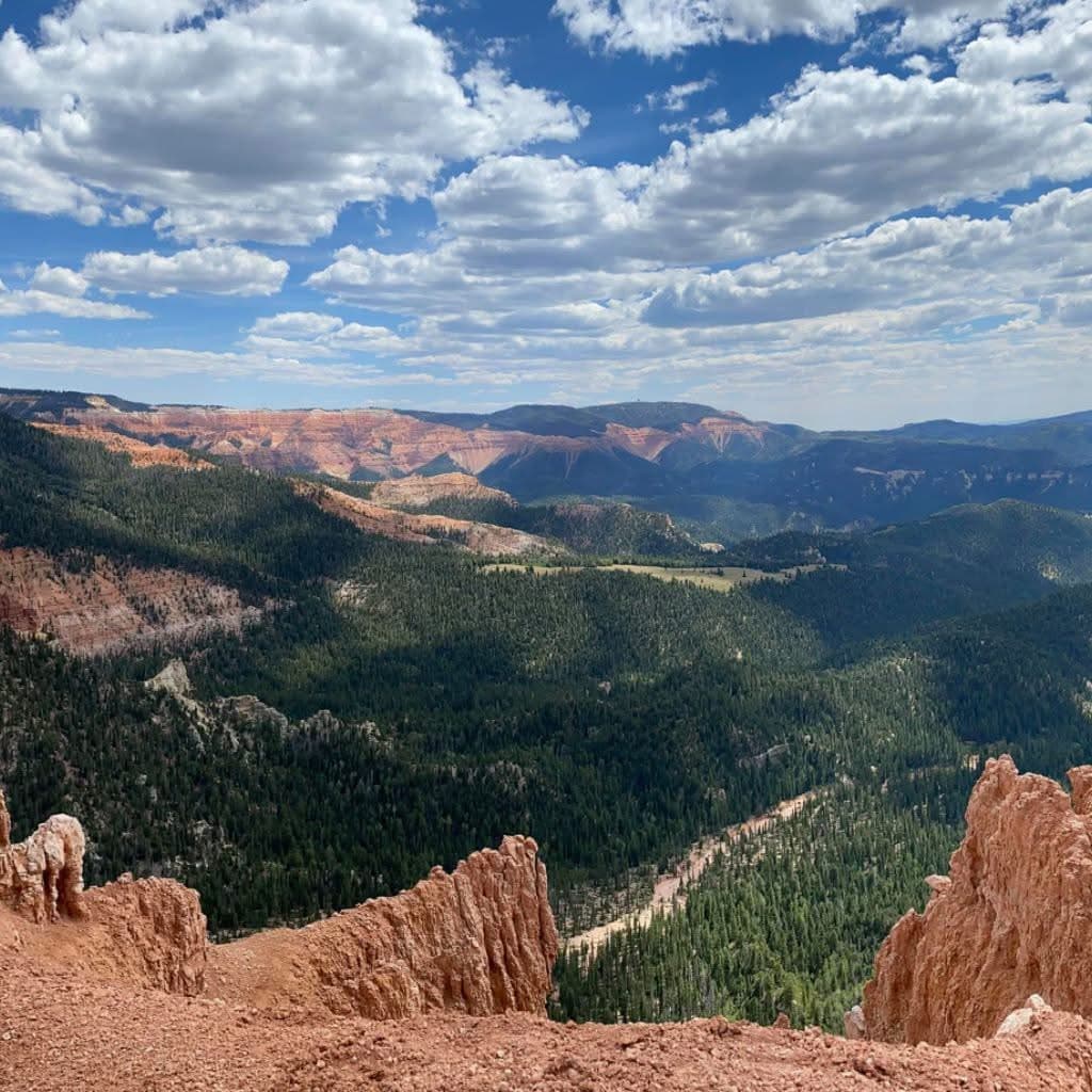 Twisted Forest Bristlecone Trail - Image 1