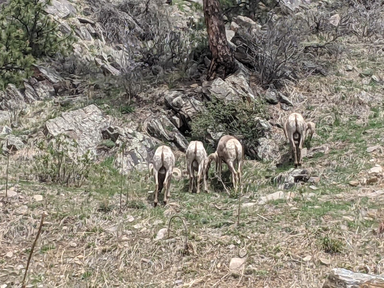 Big Thompson Canyon - Image 1