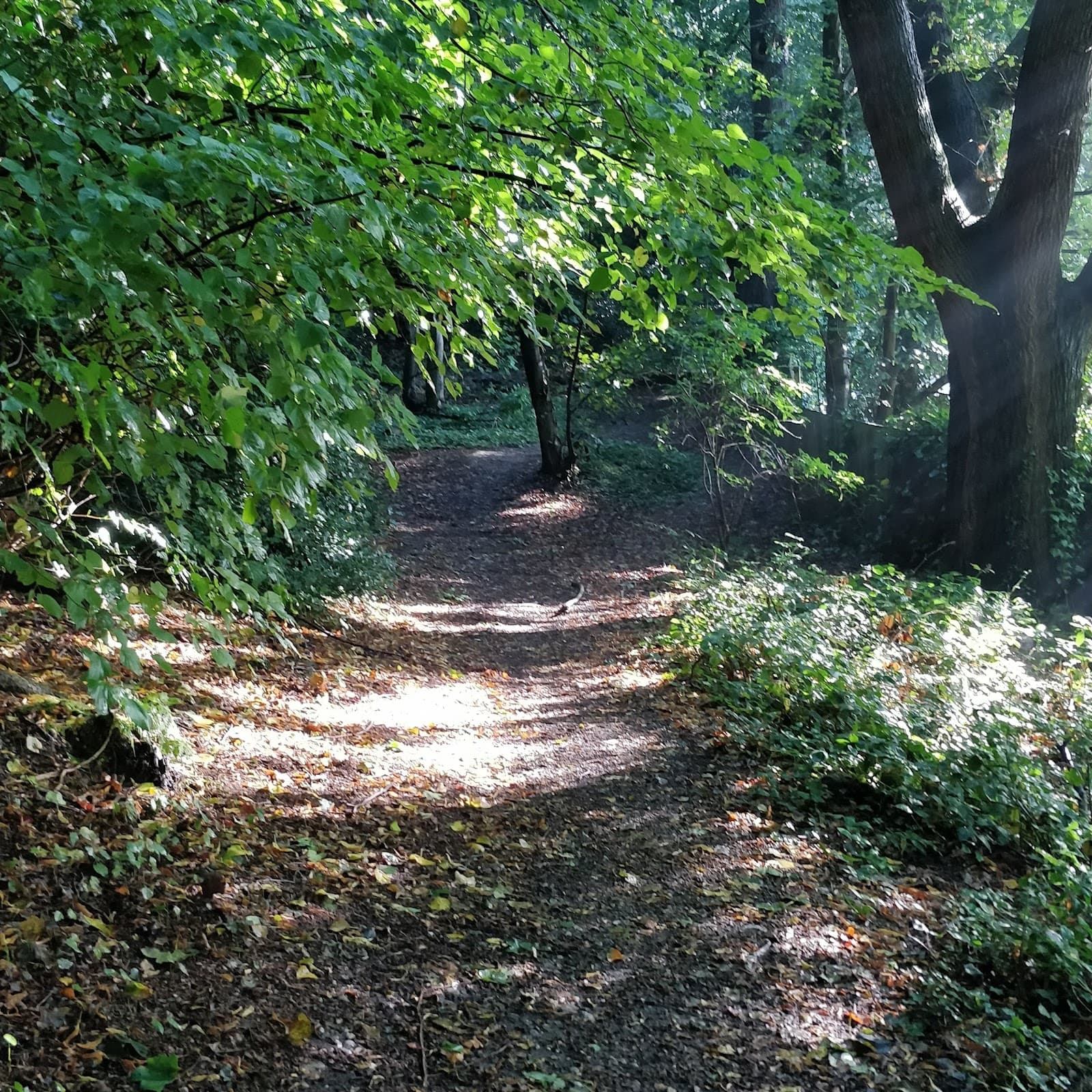 Lion Wood - Image 1