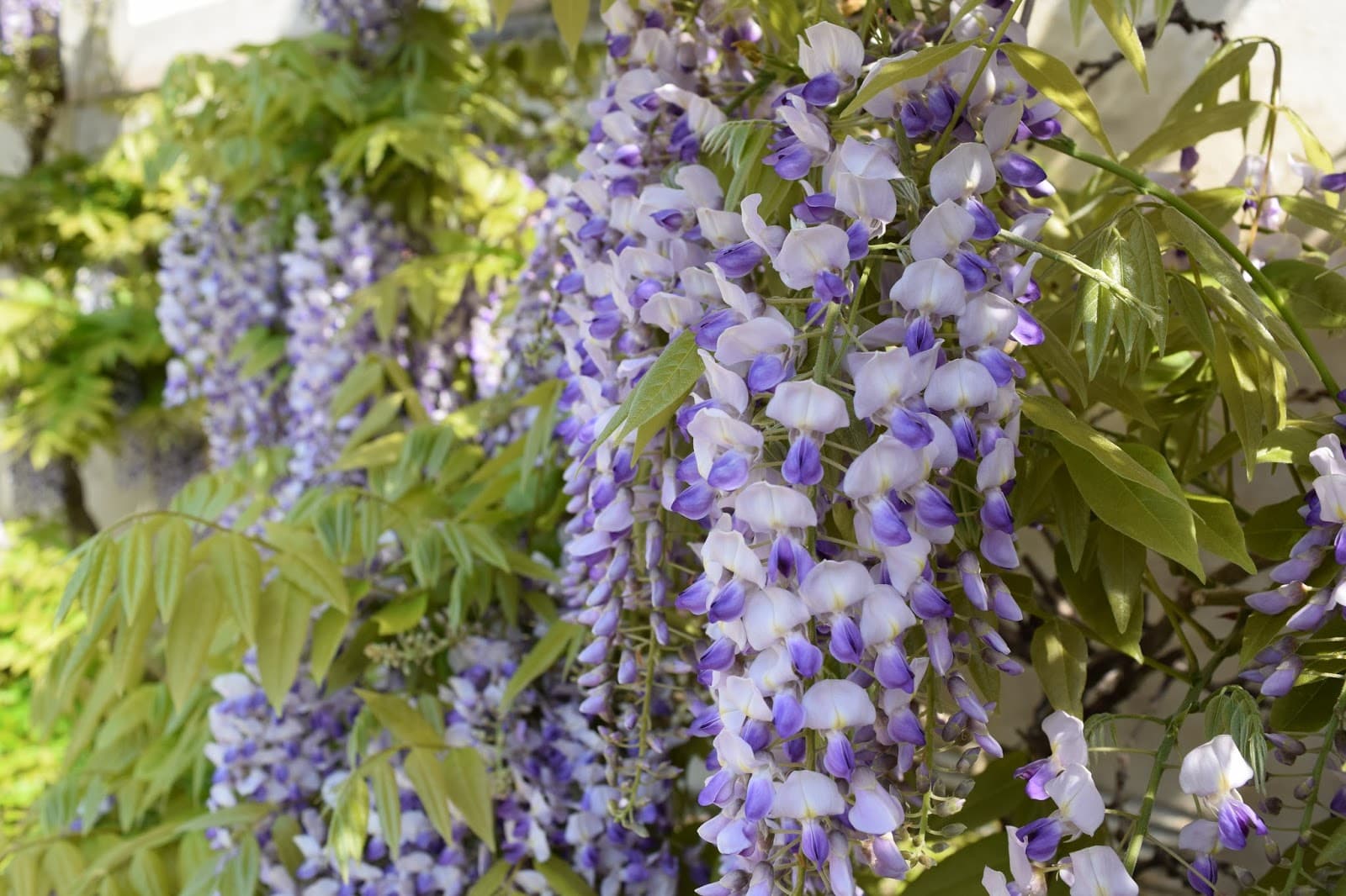 Solliden Palace - Image 1