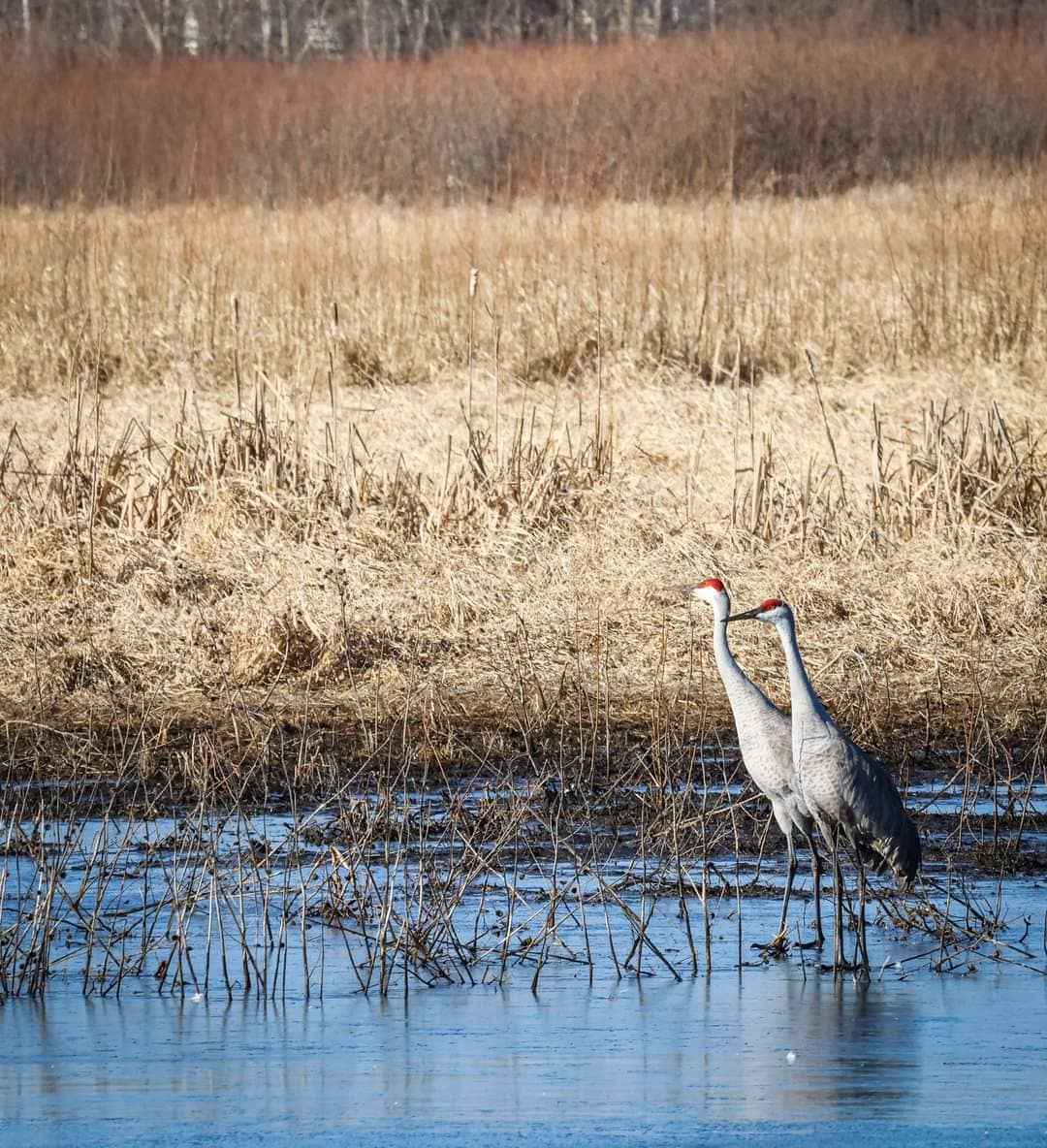 Diverse Birdlife
