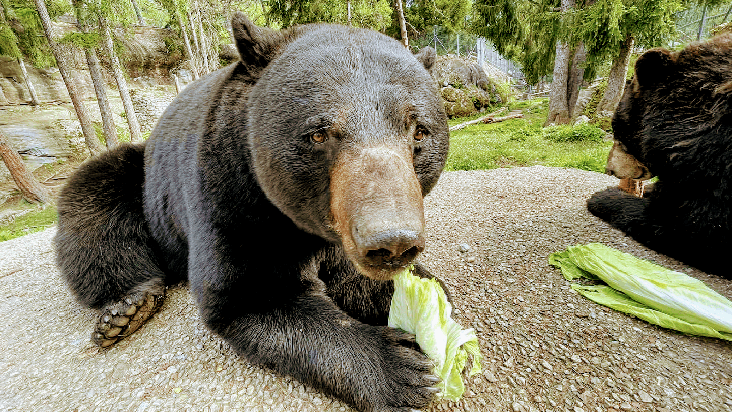 Bains des Marécottes - Image 1