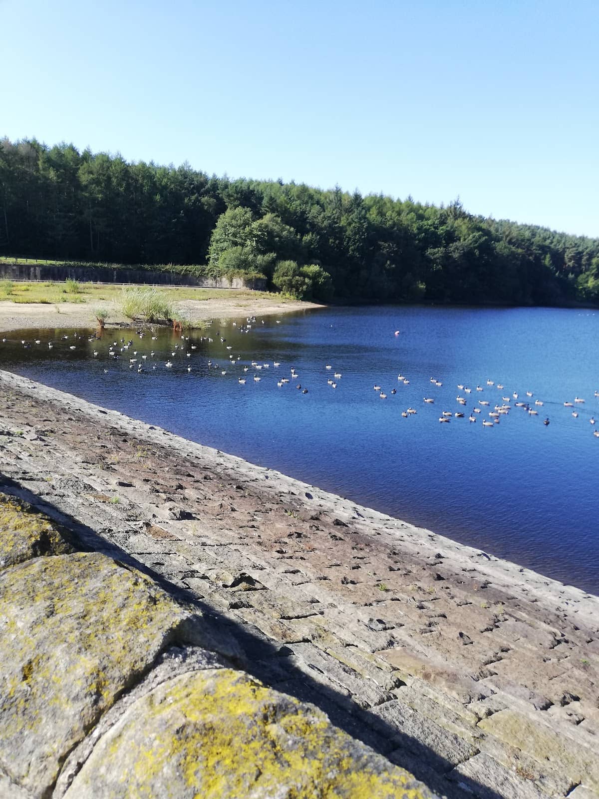 Dog-Friendly Exploration