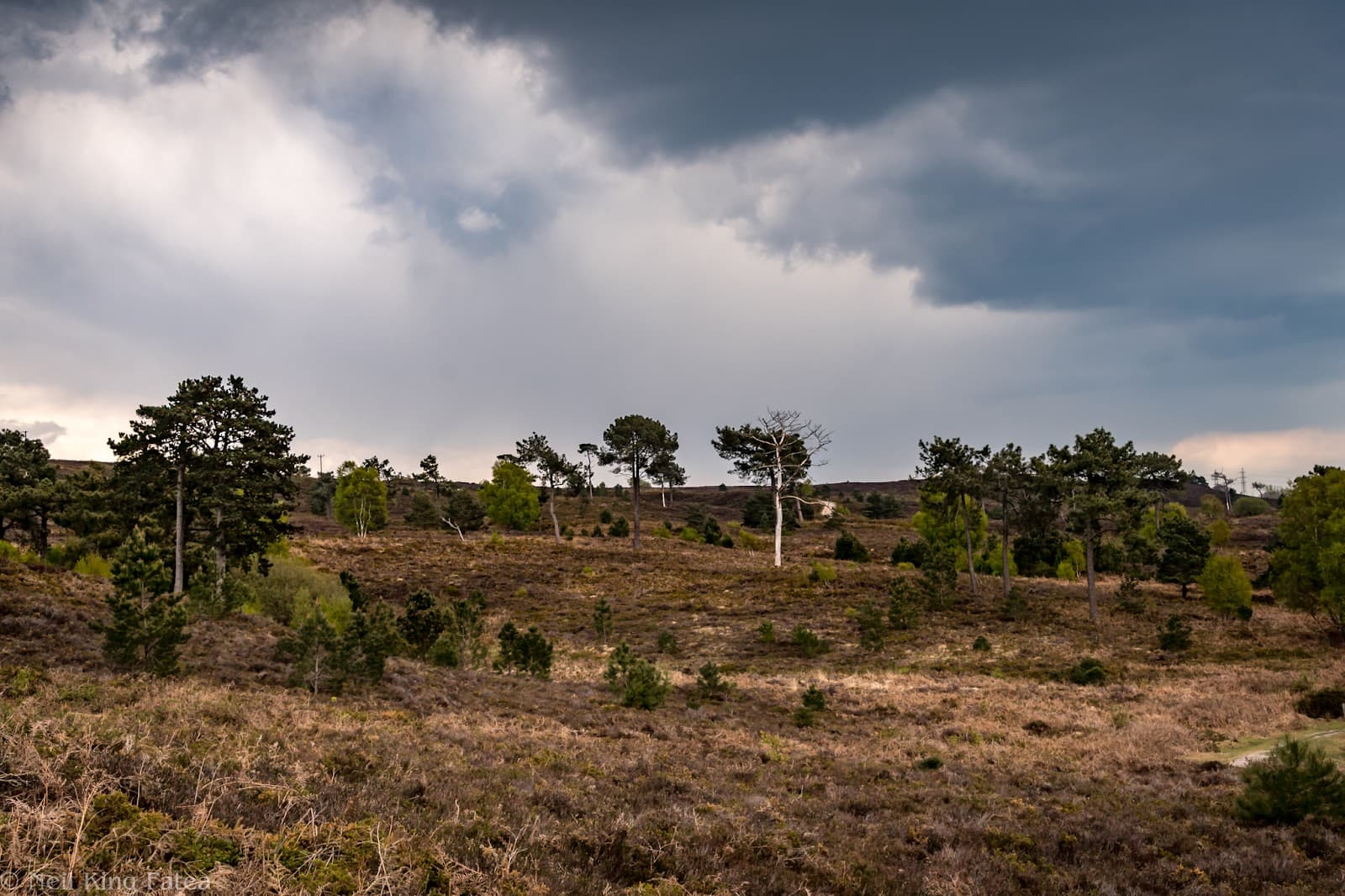 Canford Heath Nature Reserve - Image 1