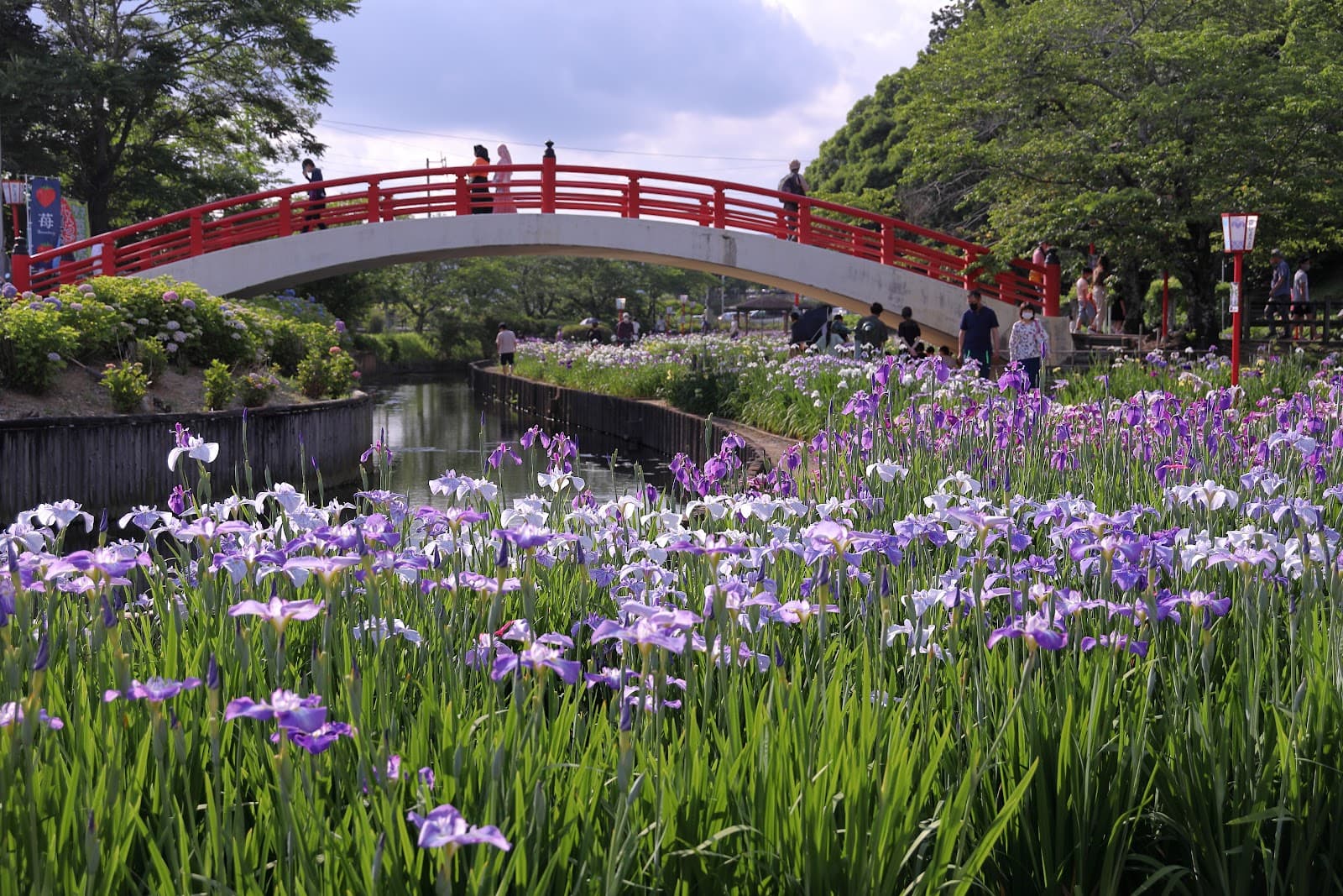 Kamo Iris Garden (Kamo Shobu-en) - Image 1