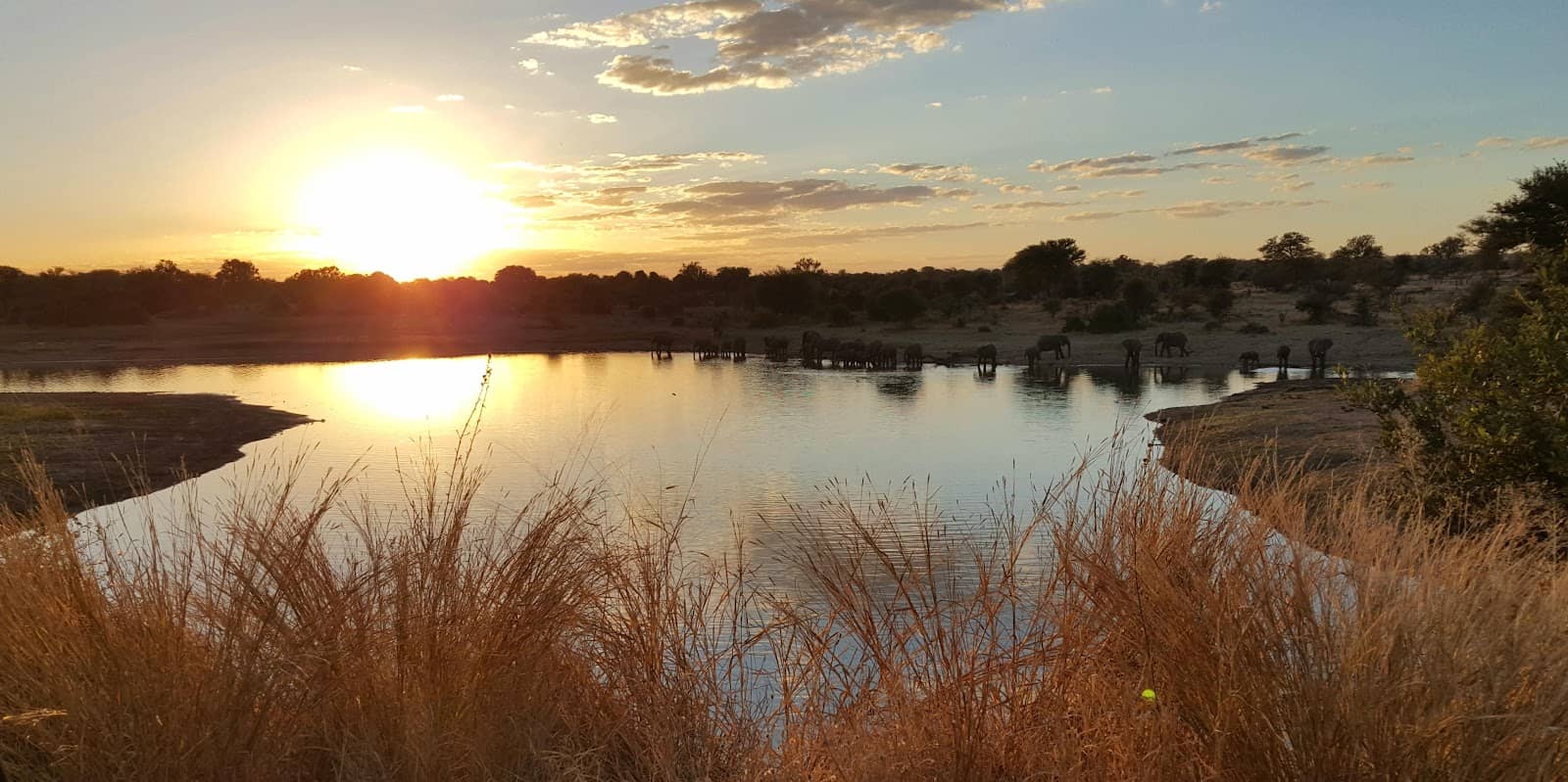 Diverse Wildlife Viewing