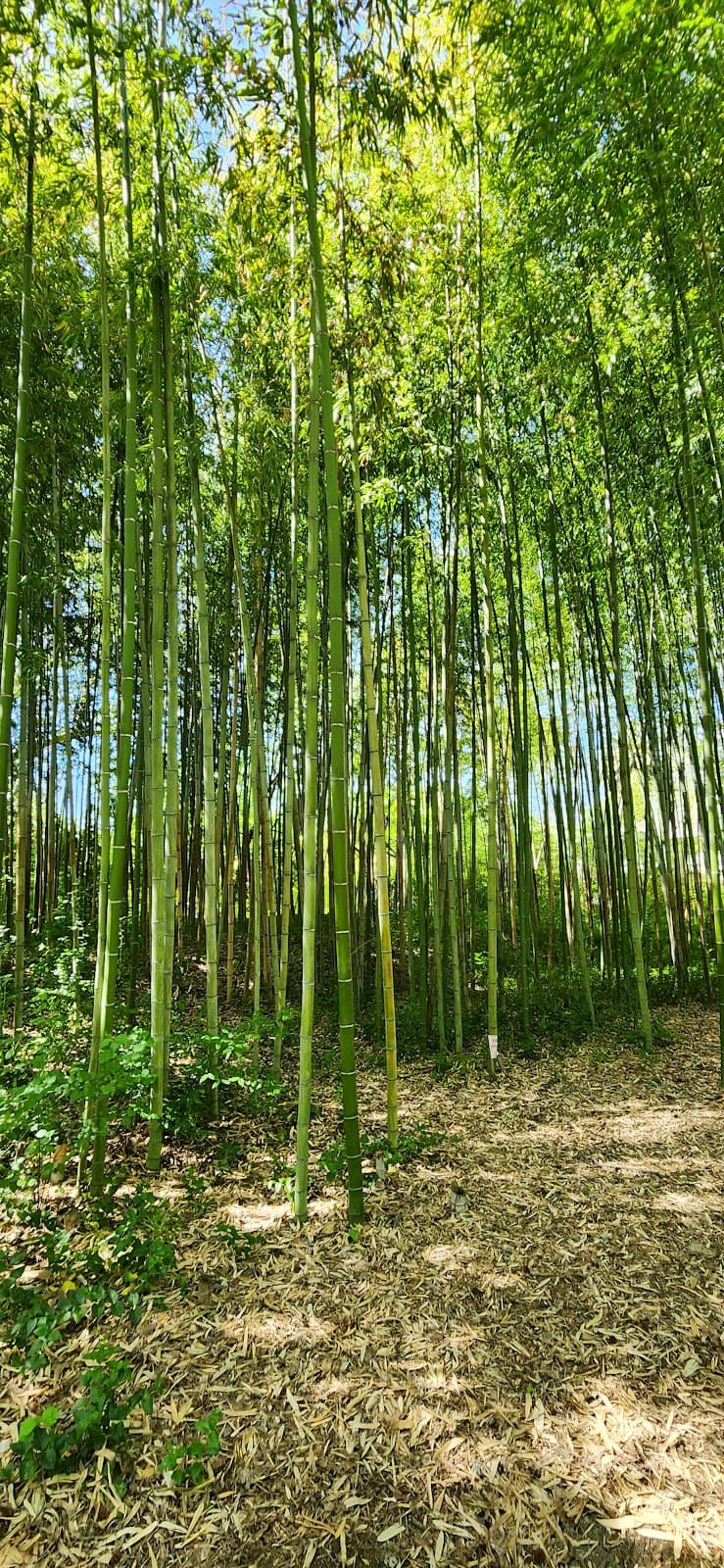 Chico Seed Orchard - Image 1