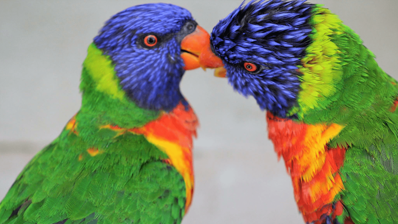 Rooster Cogburn Ostrich Ranch - Image 1