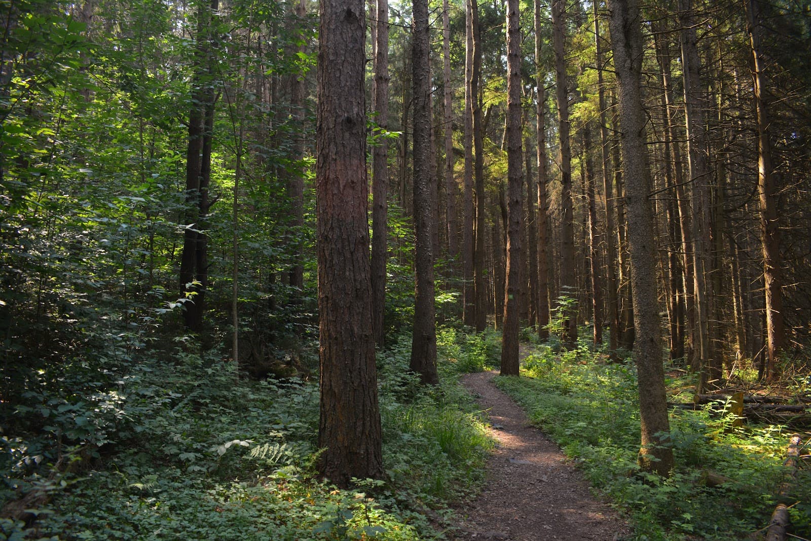 Highland Forest - Image 1