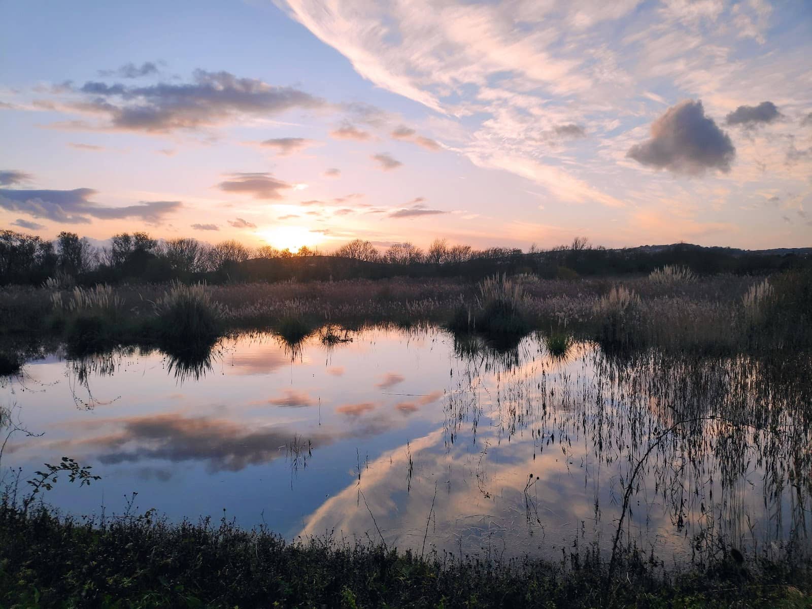 Dragonfly & Butterfly Spotting