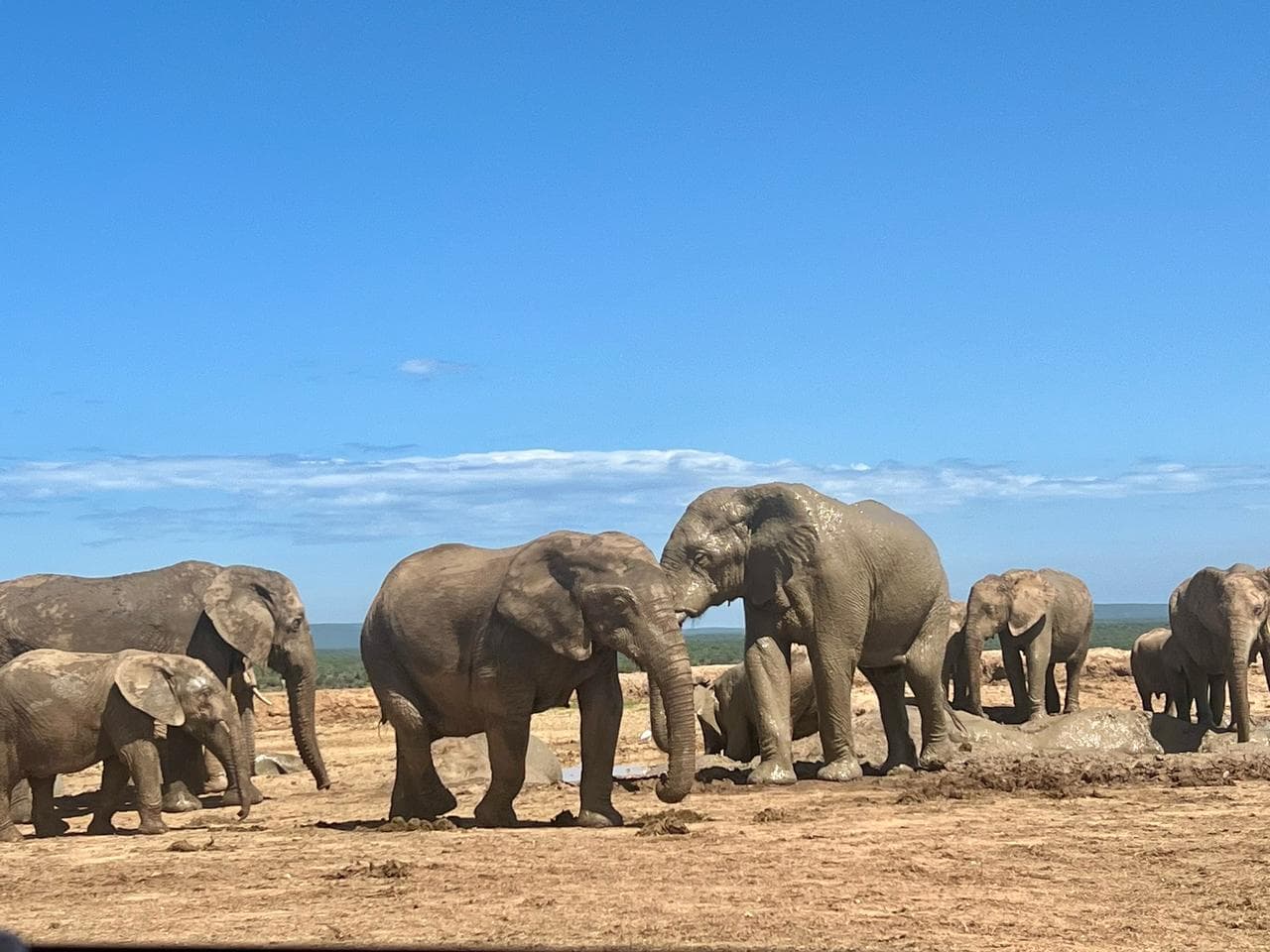 Hapoor Waterhole Addo Elephant National Park - Image 1