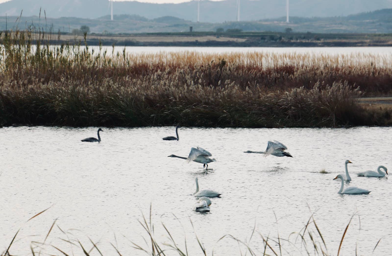 Yandunjiao Swan Lake