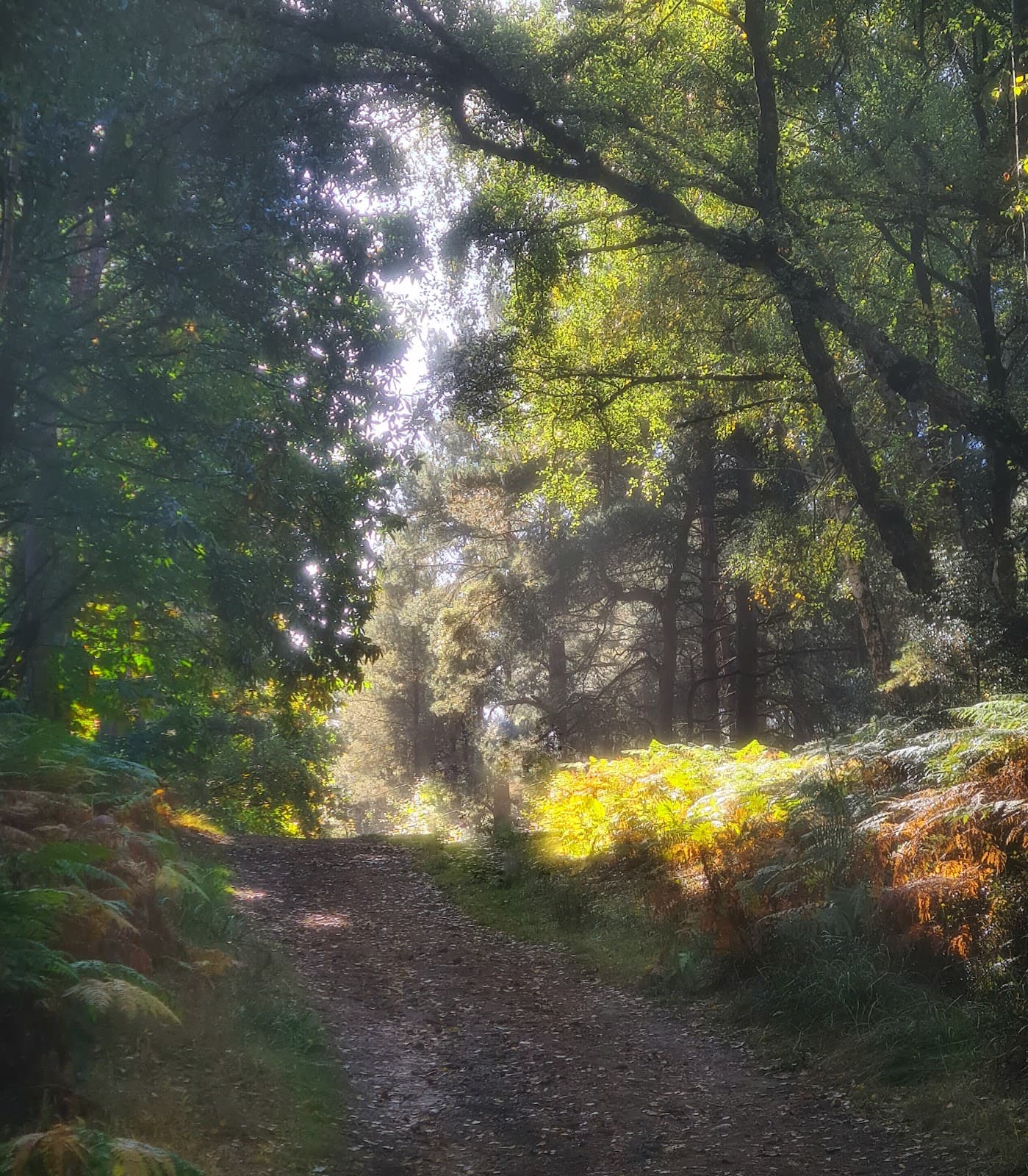 Bow Brickhill Woods - Image 1