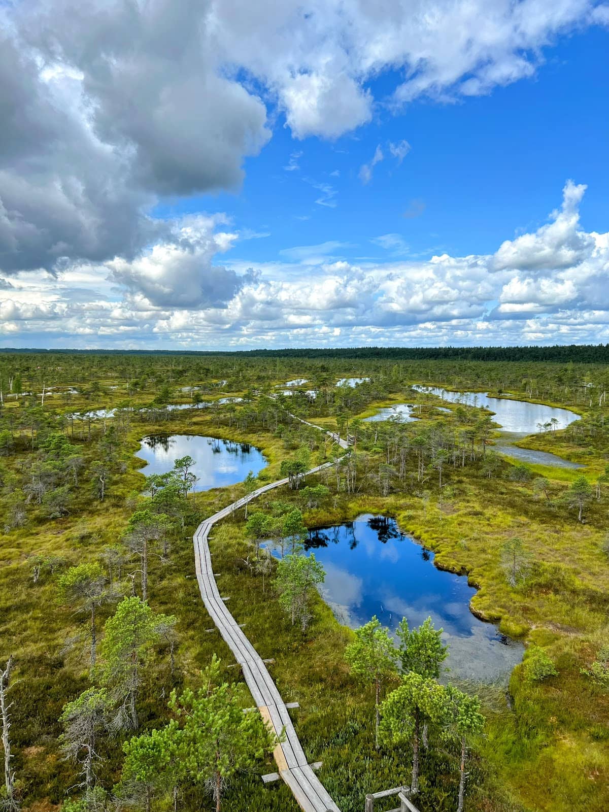 Mirror-Still Bog Pools