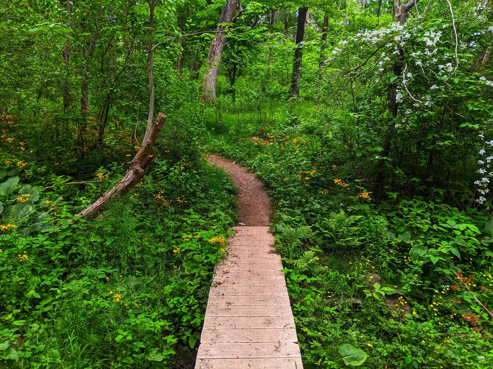 Willowdale State Forest - Image 1