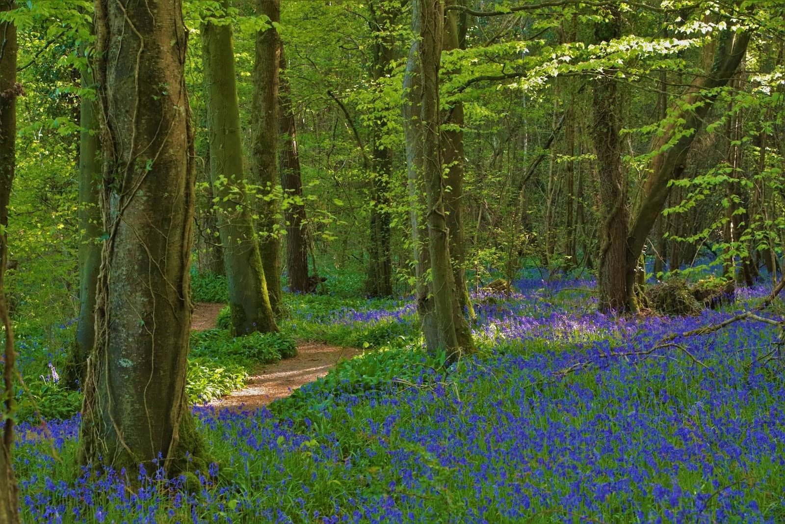 Family-Friendly Trails