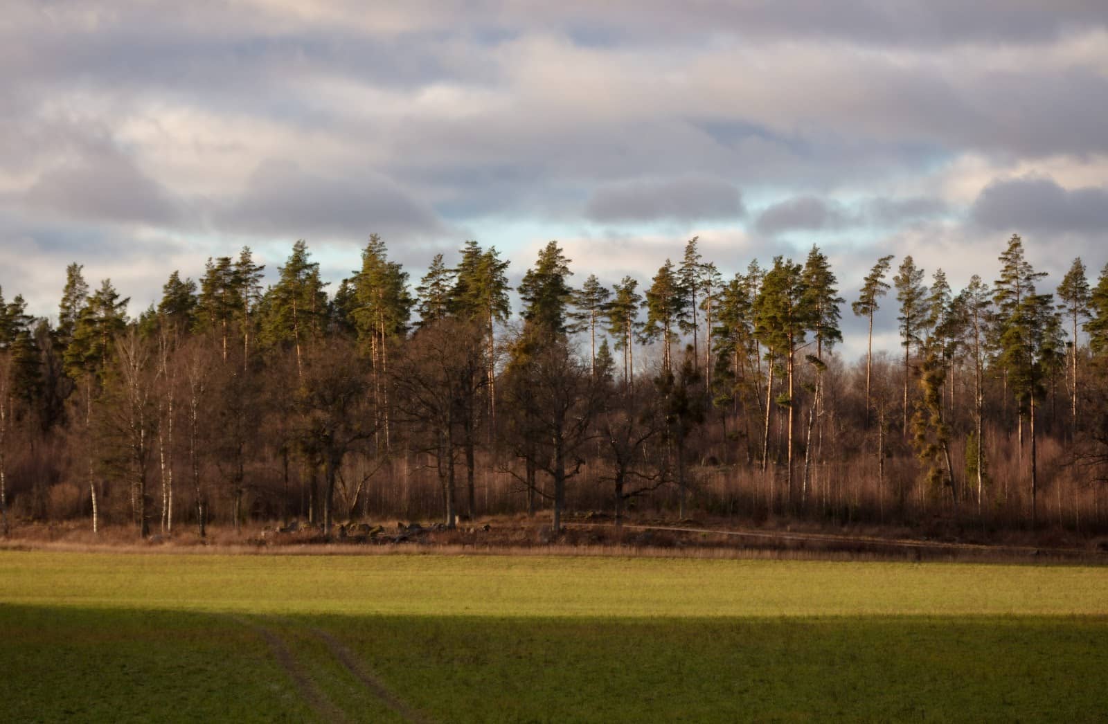 Meadows and Bogs
